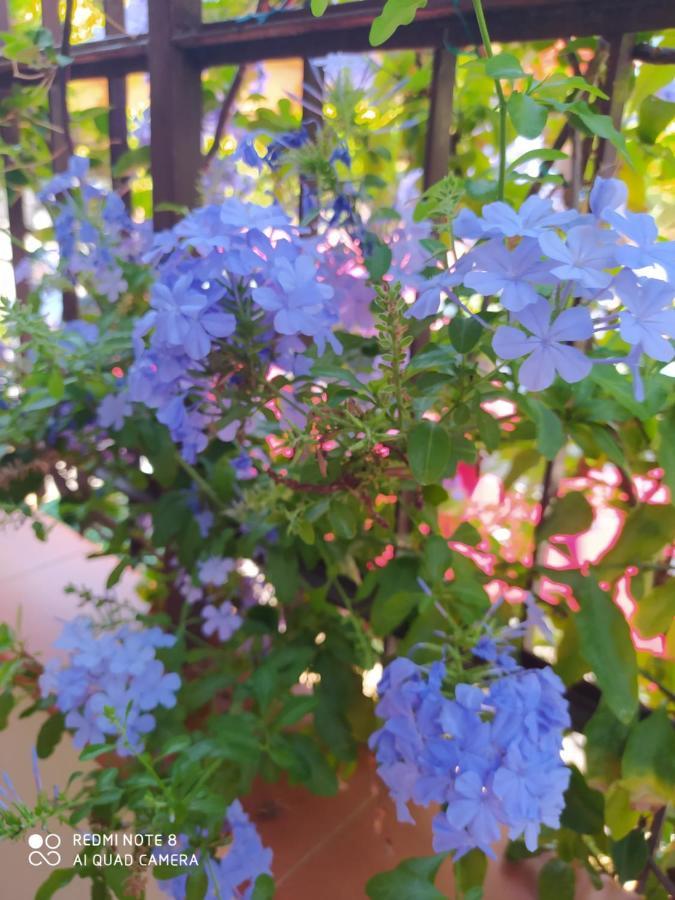 My Little House - Appartamento Con Patio E Parcheggio Privato A 5 Minuti Dalla Spiaggia E Dal Centro โตรเปอา ภายนอก รูปภาพ