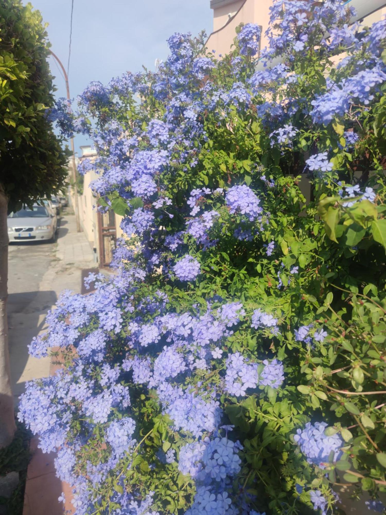 My Little House - Appartamento Con Patio E Parcheggio Privato A 5 Minuti Dalla Spiaggia E Dal Centro โตรเปอา ภายนอก รูปภาพ